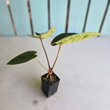 Load image into Gallery viewer, #FR19 Anthurium 'Donatello' - (Lux x Red Crystallinum) - @aus.plantmum hybrid