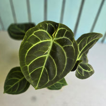 Load image into Gallery viewer, #FR44 Anthurium Dorayaki Silver x Besseae aff 'Red'