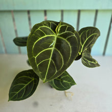 Load image into Gallery viewer, #FR44 Anthurium Dorayaki Silver x Besseae aff 'Red'