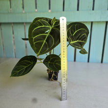 Load image into Gallery viewer, #FR44 Anthurium Dorayaki Silver x Besseae aff 'Red'