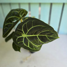 Load image into Gallery viewer, #FR44 Anthurium Dorayaki Silver x Besseae aff 'Red'