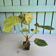 Load image into Gallery viewer, #FR44 Anthurium Dorayaki Silver x Besseae aff 'Red'