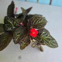 Load image into Gallery viewer, #RB4 Episcia