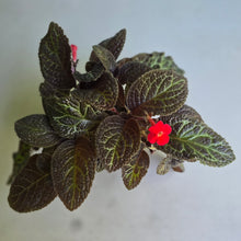 Load image into Gallery viewer, #RB4 Episcia