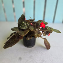 Load image into Gallery viewer, #RB4 Episcia