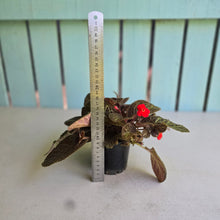 Load image into Gallery viewer, #RB4 Episcia