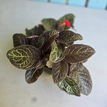 Load image into Gallery viewer, #RB4 Episcia