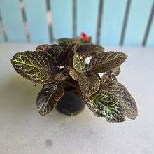 Load image into Gallery viewer, #RB4 Episcia