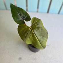 Load image into Gallery viewer, #RD20 Philodendron Serpens
