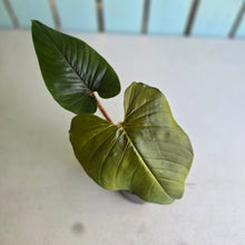 Load image into Gallery viewer, #RD20 Philodendron Serpens