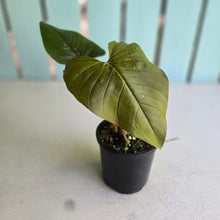 Load image into Gallery viewer, #RD20 Philodendron Serpens
