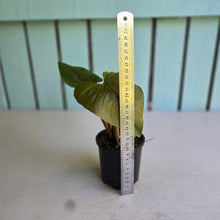 Load image into Gallery viewer, #RD20 Philodendron Serpens
