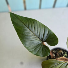 Load image into Gallery viewer, #RD20 Philodendron Serpens