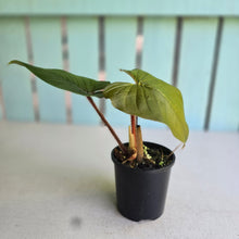 Load image into Gallery viewer, #RD20 Philodendron Serpens