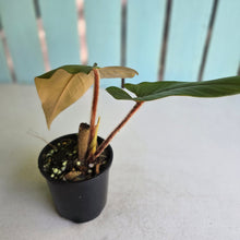 Load image into Gallery viewer, #RD20 Philodendron Serpens