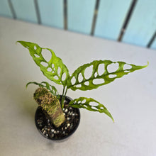 Load image into Gallery viewer, #D4 Monstera Obliqua
