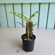 Load image into Gallery viewer, #D4 Monstera Obliqua