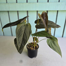 Load image into Gallery viewer, #D28 Two x Headed Anthurium Queen of Hearts
