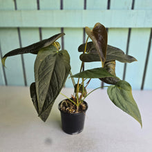 Load image into Gallery viewer, #D28 Two x Headed Anthurium Queen of Hearts