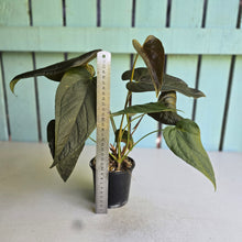 Load image into Gallery viewer, #D28 Two x Headed Anthurium Queen of Hearts