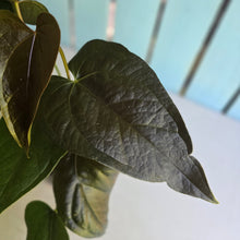 Load image into Gallery viewer, #D28 Two x Headed Anthurium Queen of Hearts