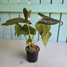 Load image into Gallery viewer, #D28 Two x Headed Anthurium Queen of Hearts
