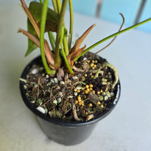 Load image into Gallery viewer, #D28 Two x Headed Anthurium Queen of Hearts