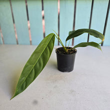 Load image into Gallery viewer, #R1 Philodendron Patriciae