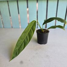 Load image into Gallery viewer, #R1 Philodendron Patriciae
