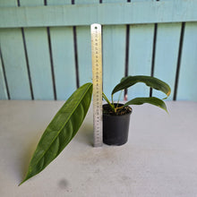 Load image into Gallery viewer, #R1 Philodendron Patriciae