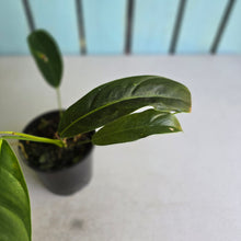 Load image into Gallery viewer, #R1 Philodendron Patriciae