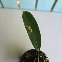 Load image into Gallery viewer, #R1 Philodendron Patriciae