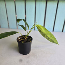 Load image into Gallery viewer, #R1 Philodendron Patriciae
