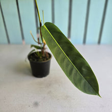 Load image into Gallery viewer, #R371 Philodendron Patriciae - With Pup