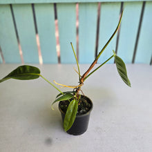 Load image into Gallery viewer, #R371 Philodendron Patriciae - With Pup