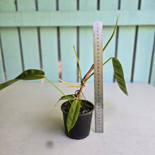 Load image into Gallery viewer, #R371 Philodendron Patriciae - With Pup