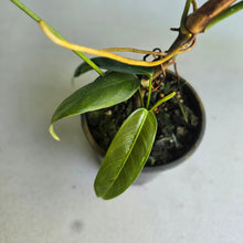 Load image into Gallery viewer, #R371 Philodendron Patriciae - With Pup