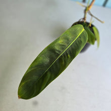 Load image into Gallery viewer, #R371 Philodendron Patriciae - With Pup