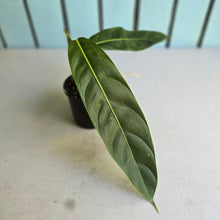 Load image into Gallery viewer, #RB22 Philodendron Patriciae