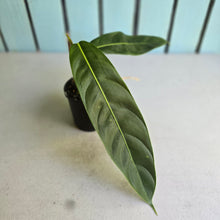 Load image into Gallery viewer, #RB22 Philodendron Patriciae