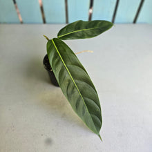 Load image into Gallery viewer, #RB22 Philodendron Patriciae