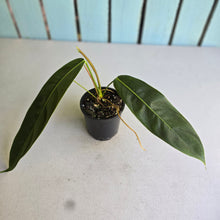 Load image into Gallery viewer, #RB22 Philodendron Patriciae