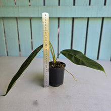 Load image into Gallery viewer, #RB22 Philodendron Patriciae