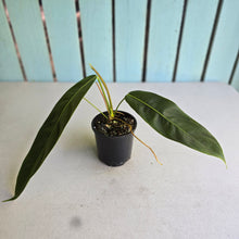 Load image into Gallery viewer, #RB22 Philodendron Patriciae