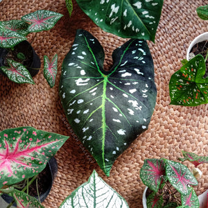 Caladium Cushion