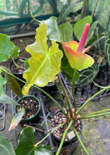 Load image into Gallery viewer, #RD37 Anthurium 'Twisted Veitchii'