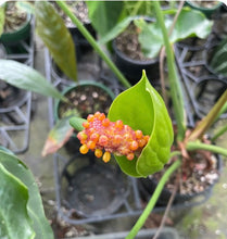 Load image into Gallery viewer, #RD37 Anthurium 'Twisted Veitchii'