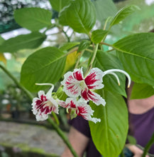 Load image into Gallery viewer, #RD2 Impatiens Grandis