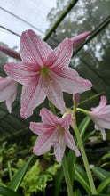 Load image into Gallery viewer, #H71 Hippeastrum Reticulatum