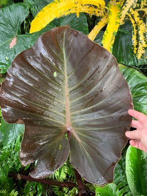 #R41 Philodendron NOID